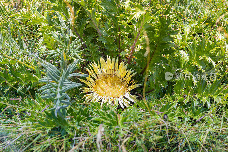 Carlina acaulis——比利牛斯山大草原上的好运符咒